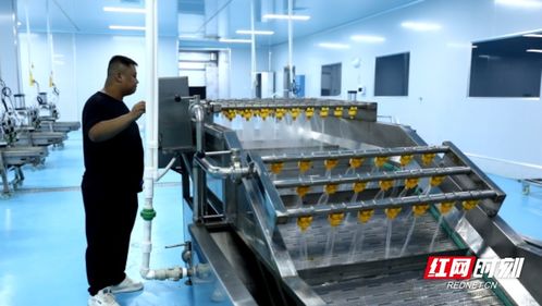 临武香芋现代农业产业加工厂将于10月份投产